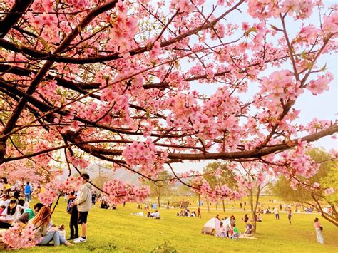 陽光 運動 公園 櫻花